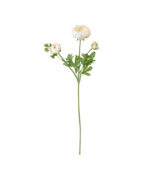 Ranunculus white-img