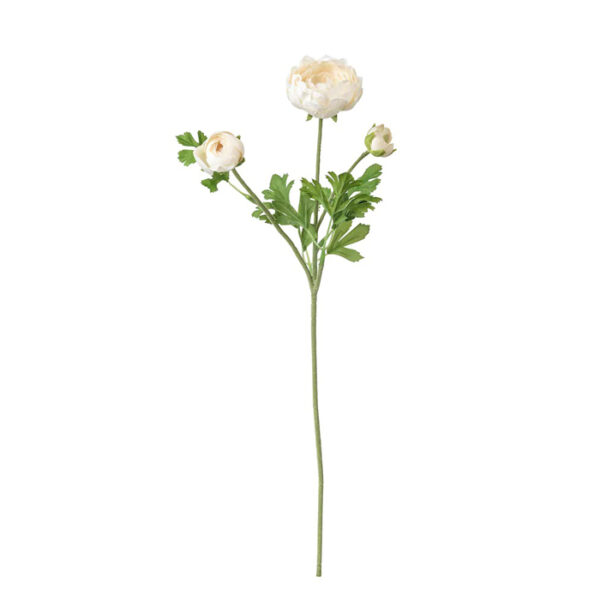 Ranunculus white-img