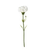 Carnation white-img