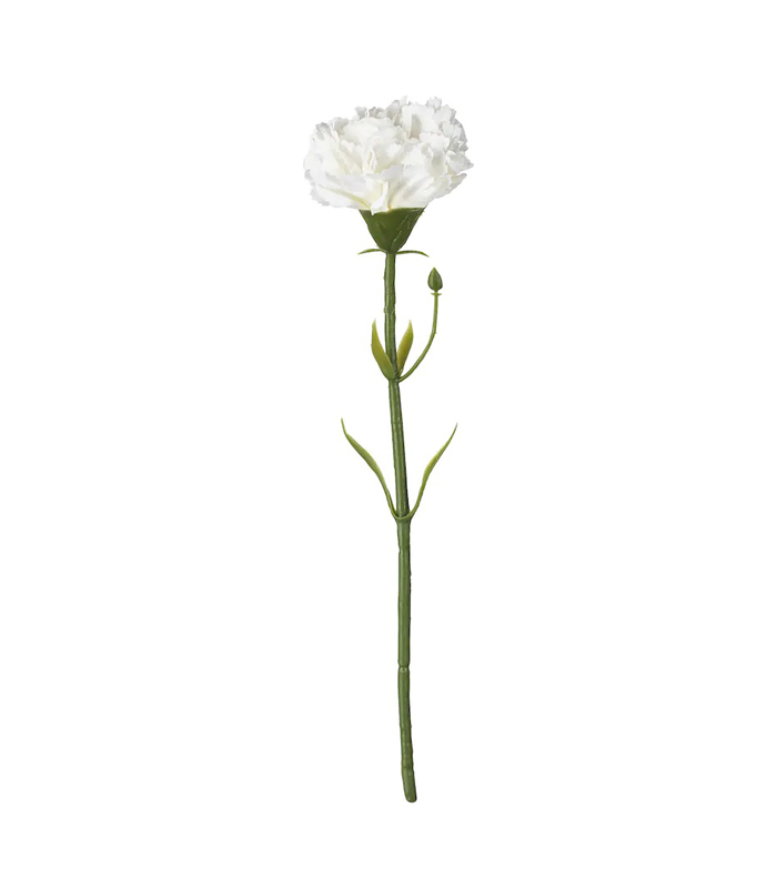 Carnation white-img