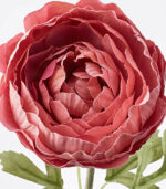 Ranunculus pink-2-img