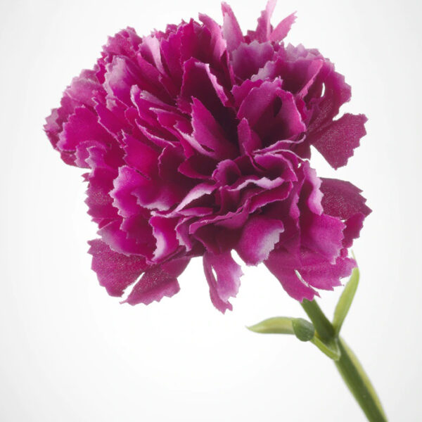 Carnation lilac-img
