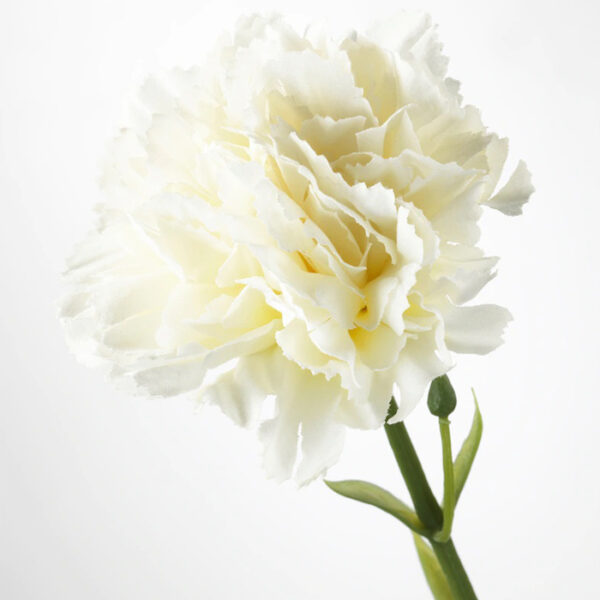 Carnation white-3-img