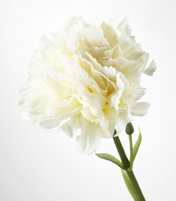 Carnation white-3-img